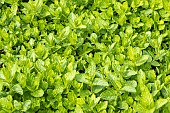 Moroccan mint, Mentha spicata var nanah, foliage