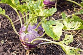 German turnip Dyna, Brassica Oleracea var Gongylodes