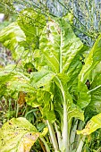 Swiss Chard Blonde à carde blanche 2