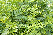 Licorice vitamin, Glycyrrhiza glabra, foliage