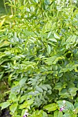 Licorice vitamin, Glycyrrhiza glabra, foliage