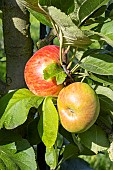 Apple Reinette dEspagne, Malus domestica Reinette dEspagne, fruits