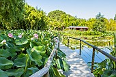 Lotus Lake, Parc Floral de la Court dAron, Saint Cyr-en-Talmondais, Vendée, France