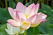 Sacred Lotus, Nelumbo nucifera, flower