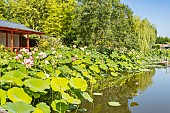 Lotus Lake, Parc Floral de la Court dAron, Saint Cyr-en-Talmondais, Vendée, France