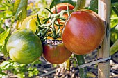 Copia Tomato