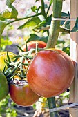 Copia Tomato