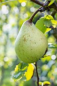 Pear Virgine Baltet, Pyrus communis Virgine Baltet, fruit