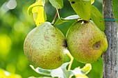 Pear Santa Maria, Pyrus communis Santa Maria, fruits