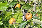 Apple Golden russet of Western New York, Malus domestica Golden russet of Western New York, fruits