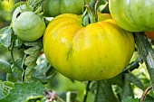 Saint Vincent Tomato