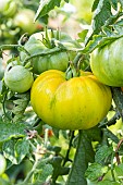 Saint Vincent Tomato