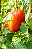 Andine Cornue Tomato