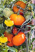 Coeur de Boeuf Tomato