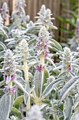 Flowering Lambs-ear (Stachys byzantina)