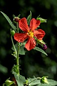 Red Mallow (Pavonia missionum)