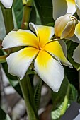 Frangipani (Plumeria rubra f. acutifolia)