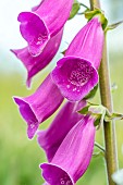 Foxglove (Digitalis purpurea), Loire-Atlantique, France