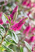 Shrubby Veronica (Hebe sp.)