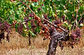 Downy mildew (Plasmopara viticola) here a foot of vine affected by downy mildew, Entre-deux-Mers vineyard, Gironde, Nouvelle-Aquitaine, France.