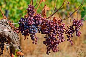 Downy mildew (Plasmopara viticola) here a foot of vine with defoliation and drying out fruits, Entre-deux-Mers vineyard, Gironde, Nouvelle-Aquitaine, France.