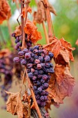 Downy mildew (Plasmopara viticola) here a foot of vine with defoliation and drying out fruits, Entre-deux-Mers vineyard, Gironde, Nouvelle-Aquitaine, France.