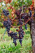 Downy mildew (Plasmopara viticola) here a foot of vine with defoliation and drying out fruits, Entre-deux-Mers vineyard, Gironde, Nouvelle-Aquitaine, France.