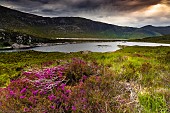 Heath and loch, Landscape of Scotland, Great Britain