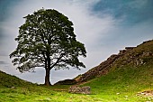 Sycamore Gap Tree, Hadrians wall, Northumberland, England, United Kingdom