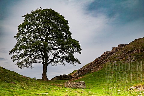 Sycamore_Gap_Tree_Hadrians_wall_Northumberland_England_United_Kingdom
