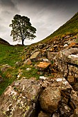 Sycamore Gap Tree, Hadrians wall, Northumberland, England, United Kingdom