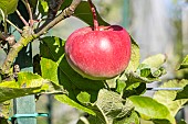 Apple Reinette Cul creux, Malus domestica Reinette Cul creux, fruit