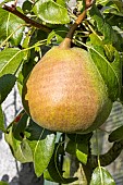 Pear De Fer, Pyrus communis De Fer, fruit