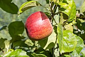 Apple Vert anglais, Malus domestica Vert anglais, fruit