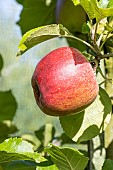 Apple Vert anglais, Malus domestica Vert anglais, fruit