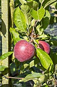 Apple Starkimson, Malus domestica Starkimson, fruit