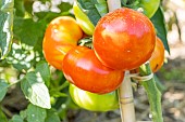 Marmande tomato, Solanum lycopersicum Marmande, fruits
