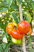 Marmande tomato, Solanum lycopersicum Marmande, fruits