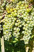 Chasselas de Fontainebleau grape, Vitis vinifera Chasselas de Fontainebleau, fruits