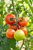 Bolstar Granda Tomato, Solanum lycopersicum Bolstar Granda, fruits