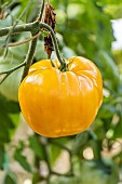 Hawaiian Pineapple tomato, Solanum lycopersicum Hawaiian Pinneapple, fruit