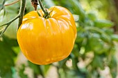 Hawaiian Pineapple tomato, Solanum lycopersicum Hawaiian Pinneapple, fruit