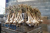 Bunching garlic in a farmers shed, Billom, France.