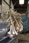 Bunching garlic in a farmers shed, Billom, France.