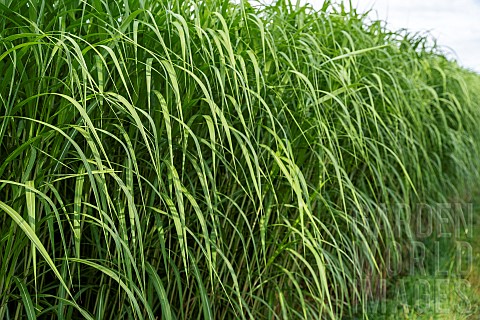 Giant_Miscanthus_Miscanthus_x_giganteus_also_known_as_Elephant_grass_Giant_Eulalia_or_Giant_Chinese_