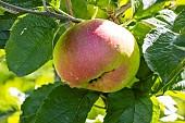Apple Reinette Blanche du Canada, Malus domestica Reinette Blanche du Canada, fruit