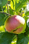 Apple Reinette Blanche du Canada, Malus domestica Reinette Blanche du Canada, fruit