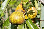 Pear Marie Louise Goethe, Pyrus communis Marie Louise Goethe, fruits