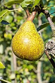 Pear Marie Louise Goethe, Pyrus communis Marie Louise Goethe, fruits