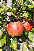 Apple Rivière, Malus domestica Rivière, fruits